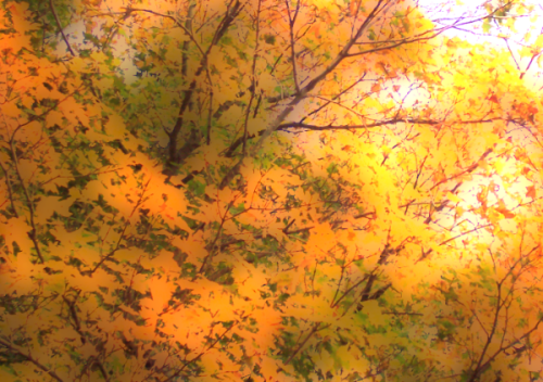 fall wallpapers. Free Fall Wallpapers showing